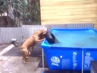 dog teamwork